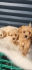 Maltipoo- bipoo