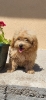Maltipoo-Bipooo