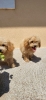 Maltipoo-Bipooo