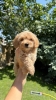 Maltipoo kucici