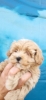 Maltipoo stenci