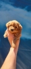 Maltipoo stenci