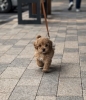 Maltipoo stenci