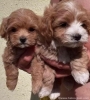 Maltipoo vrhunske genetike