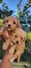 Maltipoo vrhunske genetike