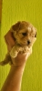 Maltipoo vrhunske genetike