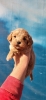 Maltipoo vrhunske genetike