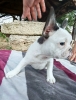Merle francuski buldog štenci