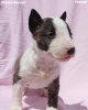 Mini Bull Terijer štenci