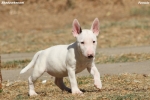 Mini Bull Terijer štenci