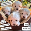 Na prodaju maltezeri Jedan mužjak i tri ženkice