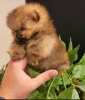 Najlepsi Pomeranci Boo samo u Pom_Hash_Starsu