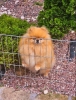 Najlepsi Pomeranci Boo samo u Pom_Hash_Starsu