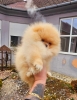 Najlepsi Pomeranci Boo