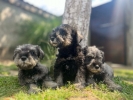 Patuljasti Šnaucer Miniature Schnauzer