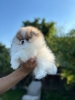 Pomeranac / Pomeranian / Boo štenci