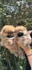 Pomeranac