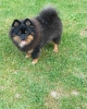 Pomeranski spic muzjak
