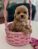 Preslatki maleni MALTIPOO stenci,