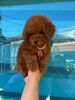 Pudle