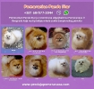 Renomirana odgajivačnica pomeranaca prodaje ženke