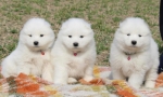Samojed prelepi štenci