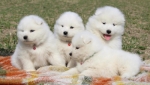 Samojed prelepi štenci