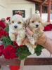 Savrseni maltipoo bebani spremni su za preuzimanje.