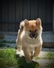 Shiba Inu prelepi štenci