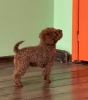 Toy Patuljasta Pudla