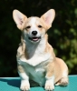 Velski korgi/Welsh Corgi Pembroke štenci