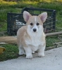 Velski korgi/Welsh Corgi Pembroke