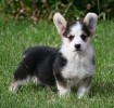 Velski korgi/Welsh Corgi Pembroke