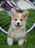 Velski korgi/Welsh Corgi Pembroke