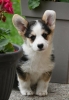 Velski korgi/Welsh Corgi Pembroke