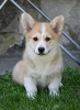 Velski korgi/Welsh Corgi Pembroke