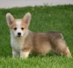 Velski korgi/Welsh Corgi Pembroke