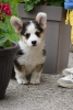 Velski korgi/Welsh Corgi Pembroke