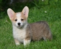 Velski korgi/Welsh Corgi Pembroke