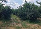 Voćnjak trešnje 3 ha – Kolari kod Smedereva