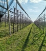 Voćnjak trešnje u punom rodu, 1.5 Ha, Srbobran