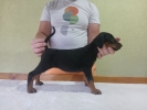 Vrhunski Doberman štenci 6 nedelja stari,